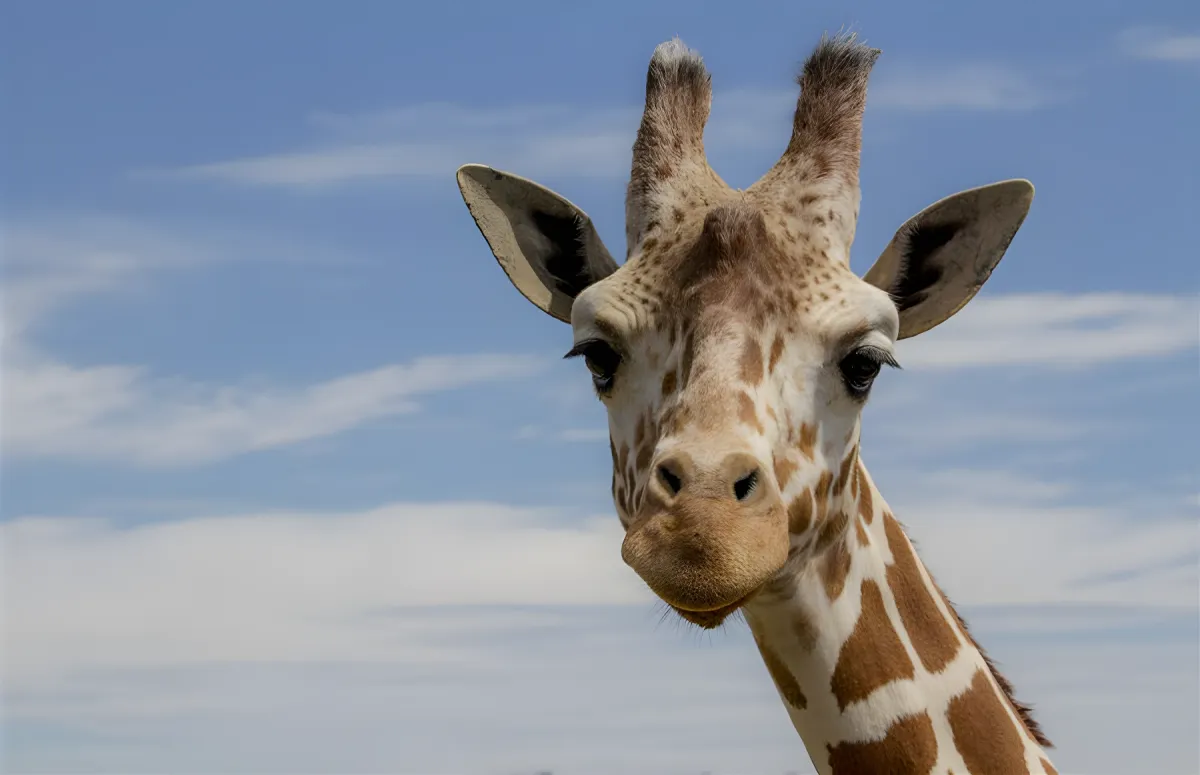 Une girafe de Nubie dans son enclos du Parc Animalier d’Auvergne.