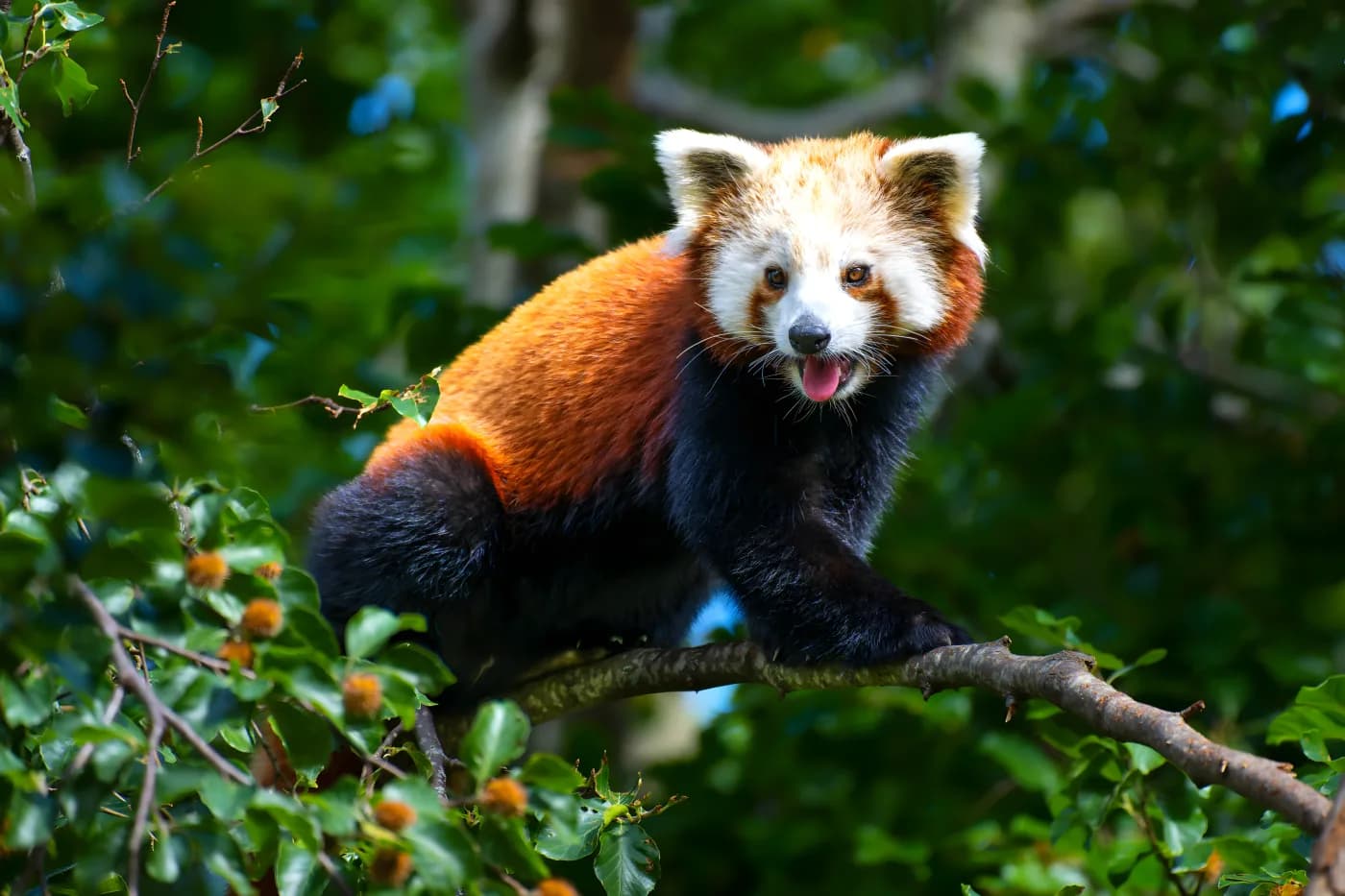 Un panda roux perché sur une branche, au Parc Animalier d’Auvergne.