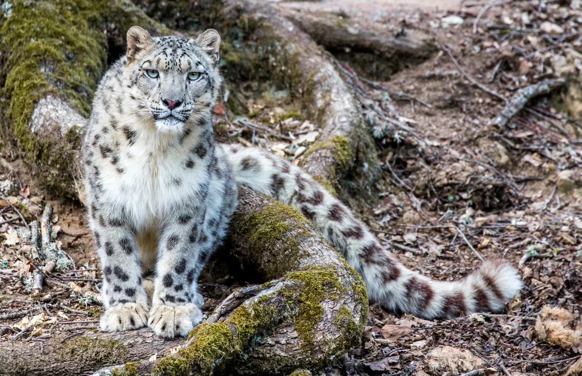 Une panthère des neiges au repos sur un rocher.
